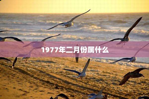 1977年二月份属什么