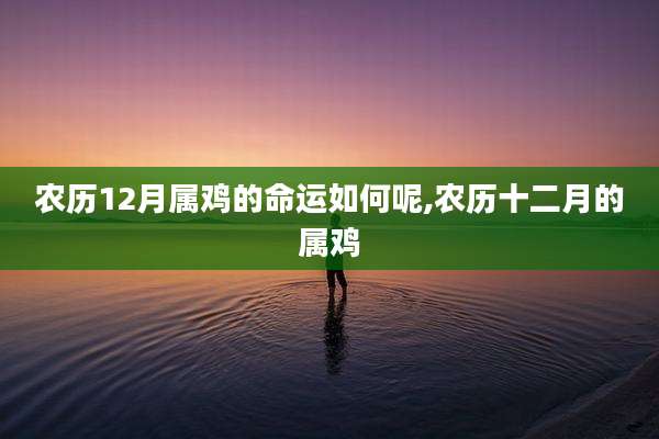 农历12月属鸡的命运如何呢,农历十二月的属鸡