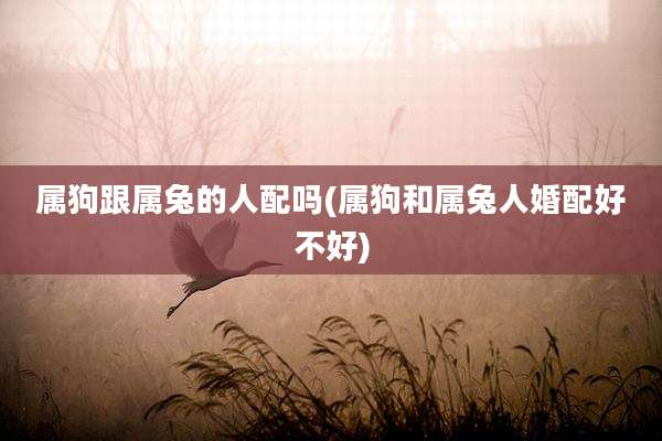 属狗跟属兔的人配吗(属狗和属兔人婚配好不好)