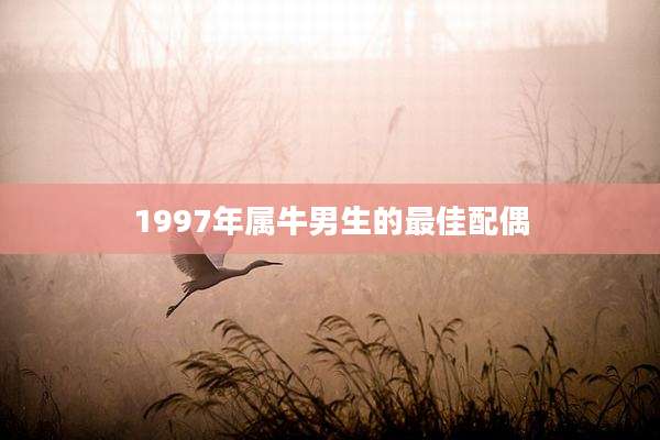 1997年属牛男生的最佳配偶