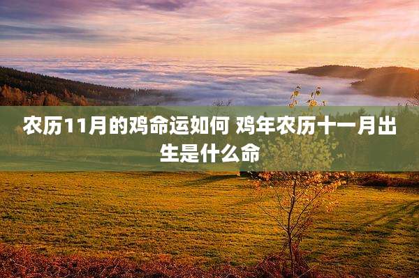 农历11月的鸡命运如何 鸡年农历十一月出生是什么命
