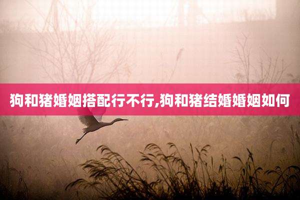 狗和猪婚姻搭配行不行,狗和猪结婚婚姻如何