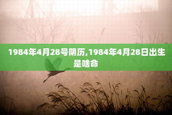 1984年4月28号阴历,1984年4月28日出生是啥命