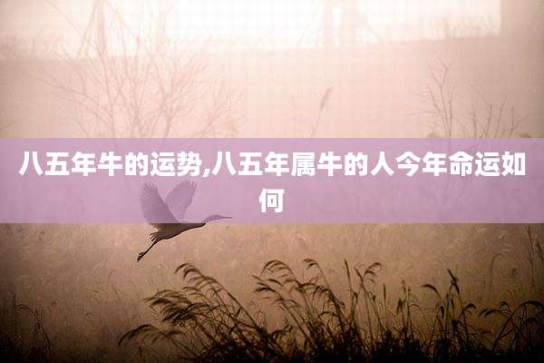 八五年牛的运势,八五年属牛的人今年命运如何