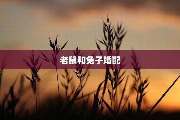 老鼠和兔子婚配