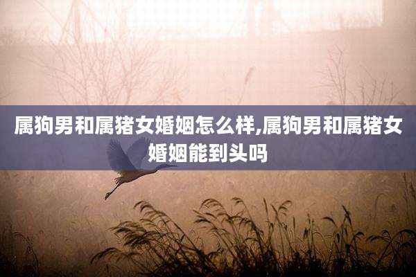 属狗男和属猪女婚姻怎么样,属狗男和属猪女婚姻能到头吗