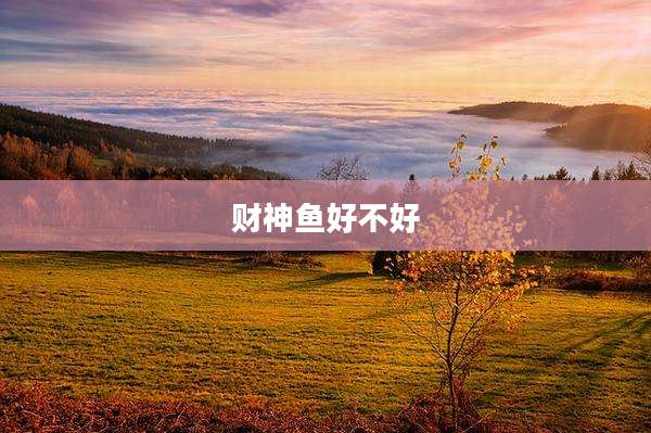 财神鱼好不好