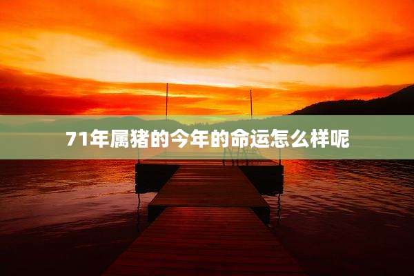 71年属猪的今年的命运怎么样呢
