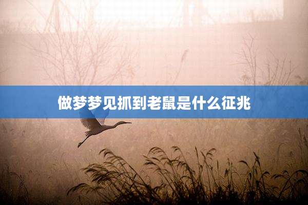 做梦梦见抓到老鼠是什么征兆