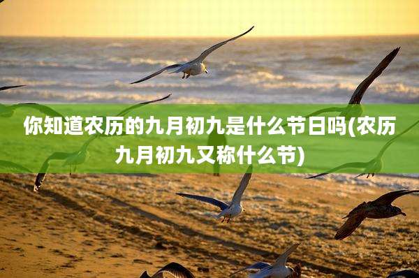 你知道农历的九月初九是什么节日吗(农历九月初九又称什么节)