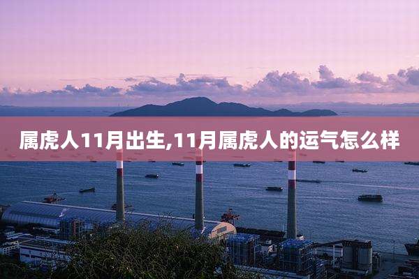 属虎人11月出生,11月属虎人的运气怎么样