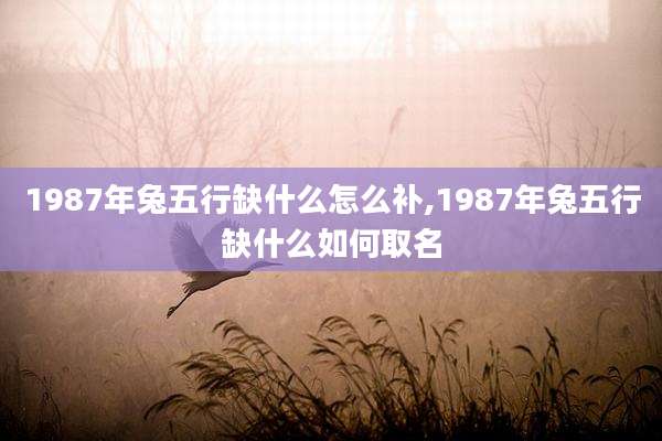 1987年兔五行缺什么怎么补,1987年兔五行缺什么如何取名
