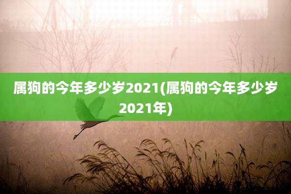 属狗的今年多少岁2021(属狗的今年多少岁2021年)