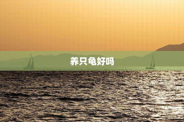 养只龟好吗