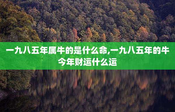 一九八五年属牛的是什么命,一九八五年的牛今年财运什么运