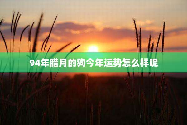 94年腊月的狗今年运势怎么样呢