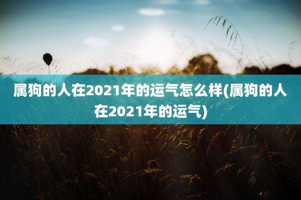属狗的人在2021年的运气怎么样(属狗的人在2021年的运气)
