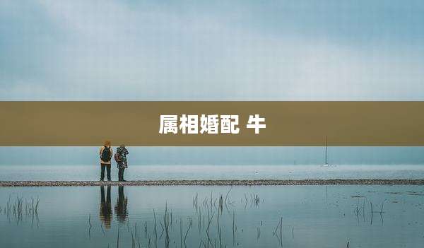 属相婚配 牛