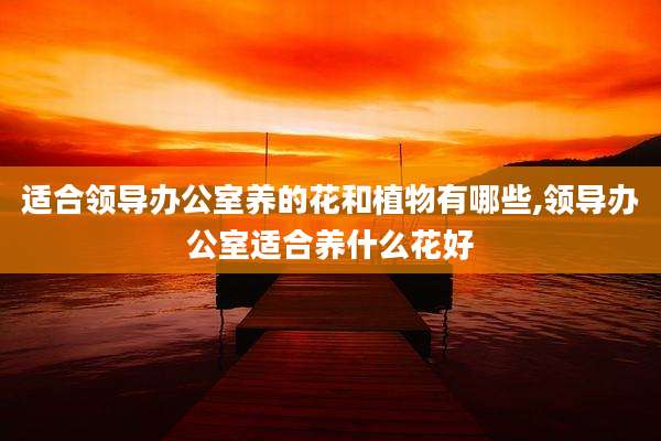 适合领导办公室养的花和植物有哪些,领导办公室适合养什么花好