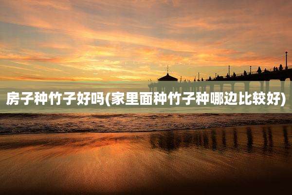 房子种竹子好吗(家里面种竹子种哪边比较好)