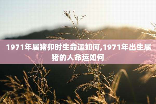1971年属猪卯时生命运如何,1971年出生属猪的人命运如何