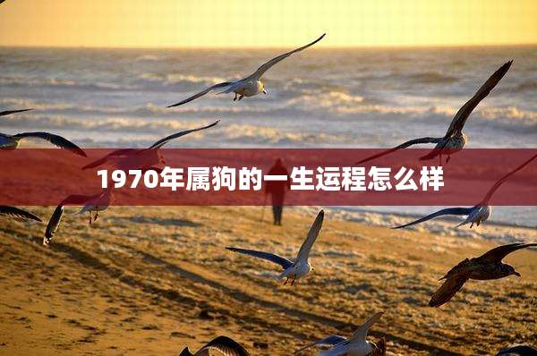 1970年属狗的一生运程怎么样