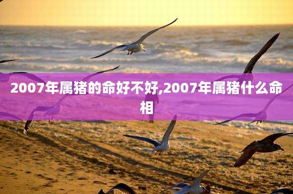 2007年属猪的命好不好,2007年属猪什么命相