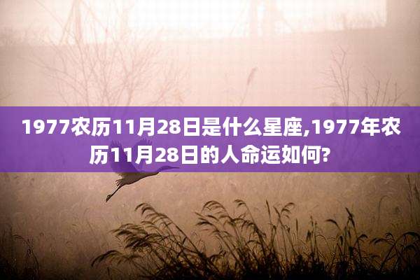 1977农历11月28日是什么星座,1977年农历11月28日的人命运如何?