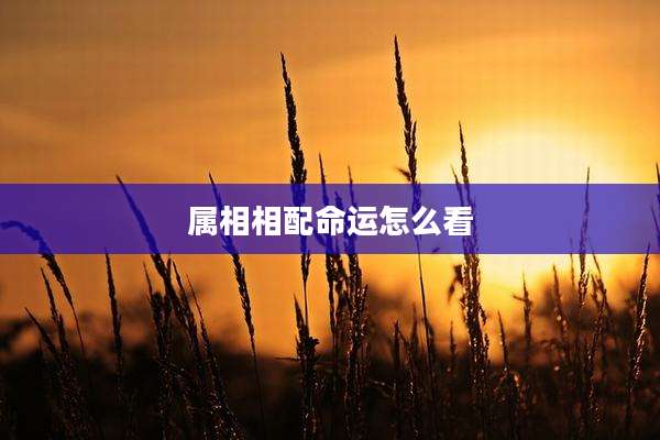 属相相配命运怎么看