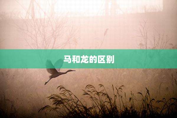 马和龙的区别