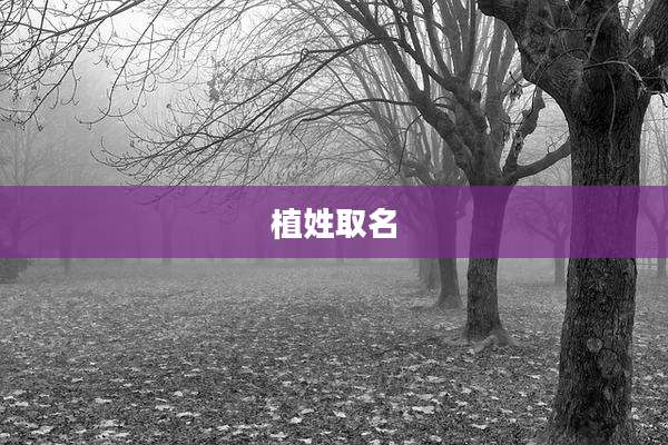 植姓取名