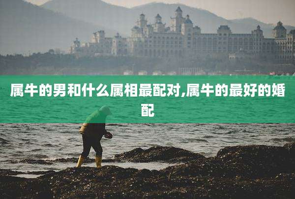 属牛的男和什么属相最配对,属牛的最好的婚配
