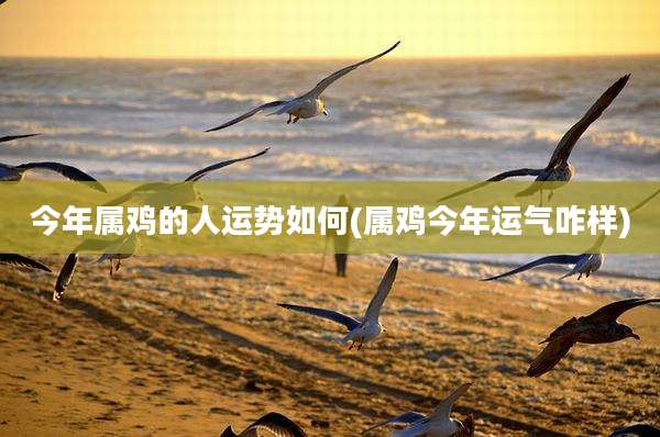今年属鸡的人运势如何(属鸡今年运气咋样)