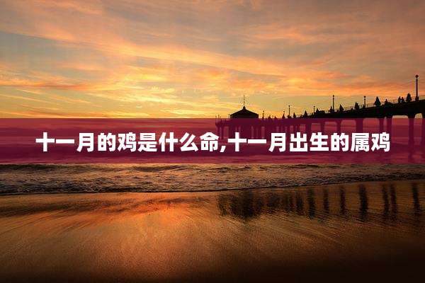 十一月的鸡是什么命,十一月出生的属鸡