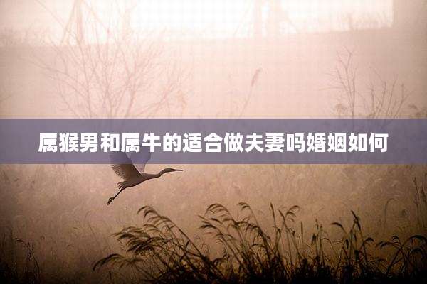 属猴男和属牛的适合做夫妻吗婚姻如何