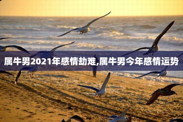 属牛男2021年感情劫难,属牛男今年感情运势