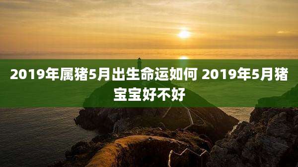 2019年属猪5月出生命运如何 2019年5月猪宝宝好不好