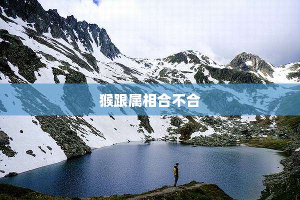 猴跟属相合不合