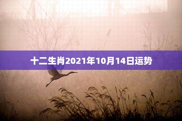 十二生肖2021年10月14日运势