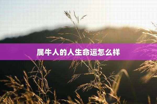 属牛人的人生命运怎么样