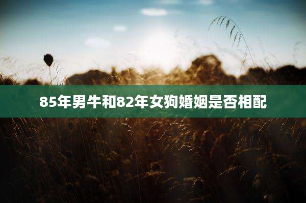 85年男牛和82年女狗婚姻是否相配