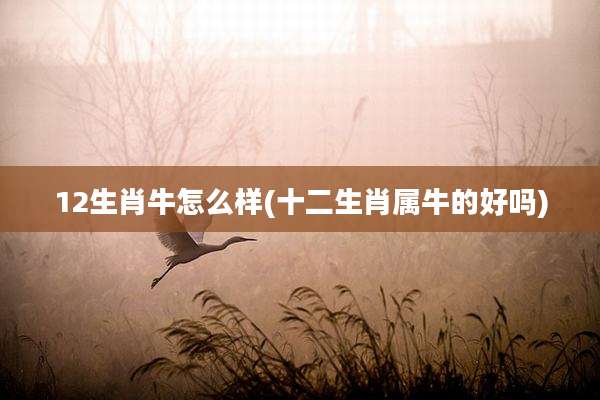 12生肖牛怎么样(十二生肖属牛的好吗)