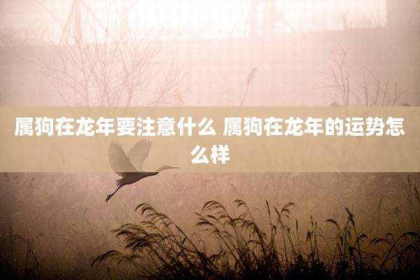 属狗在龙年要注意什么 属狗在龙年的运势怎么样