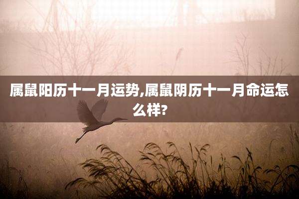 属鼠阳历十一月运势,属鼠阴历十一月命运怎么样?