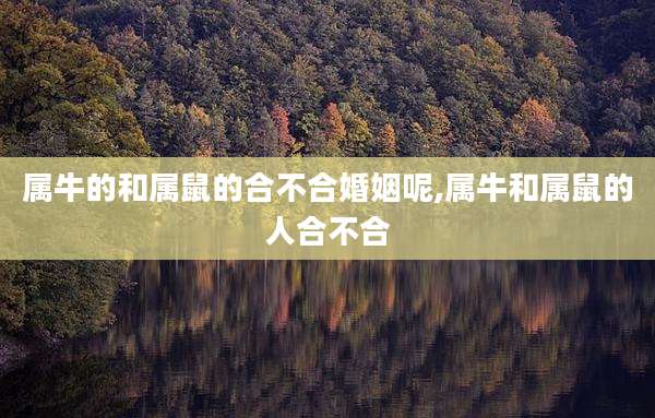 属牛的和属鼠的合不合婚姻呢,属牛和属鼠的人合不合