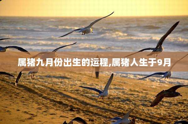 属猪九月份出生的运程,属猪人生于9月