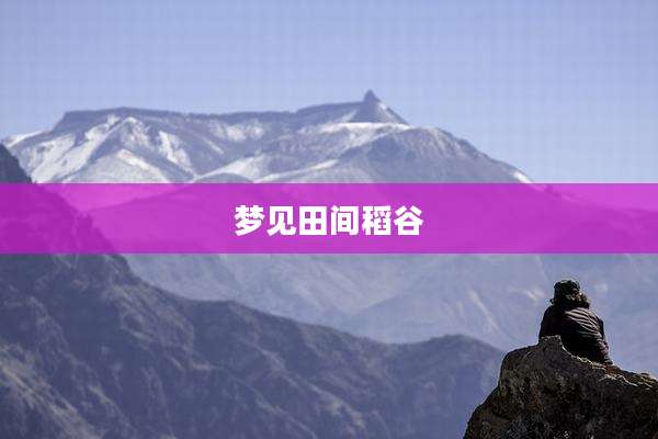 梦见田间稻谷