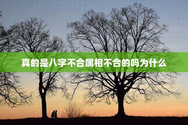 真的是八字不合属相不合的吗为什么