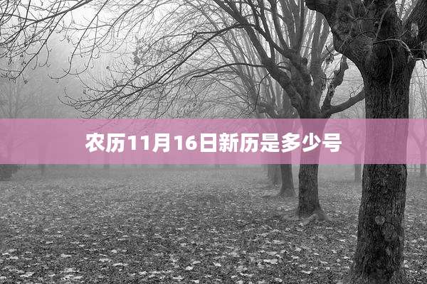 农历11月16日新历是多少号
