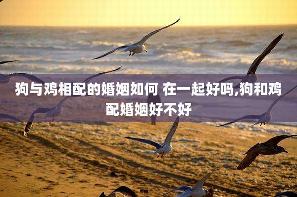 狗与鸡相配的婚姻如何 在一起好吗,狗和鸡配婚姻好不好